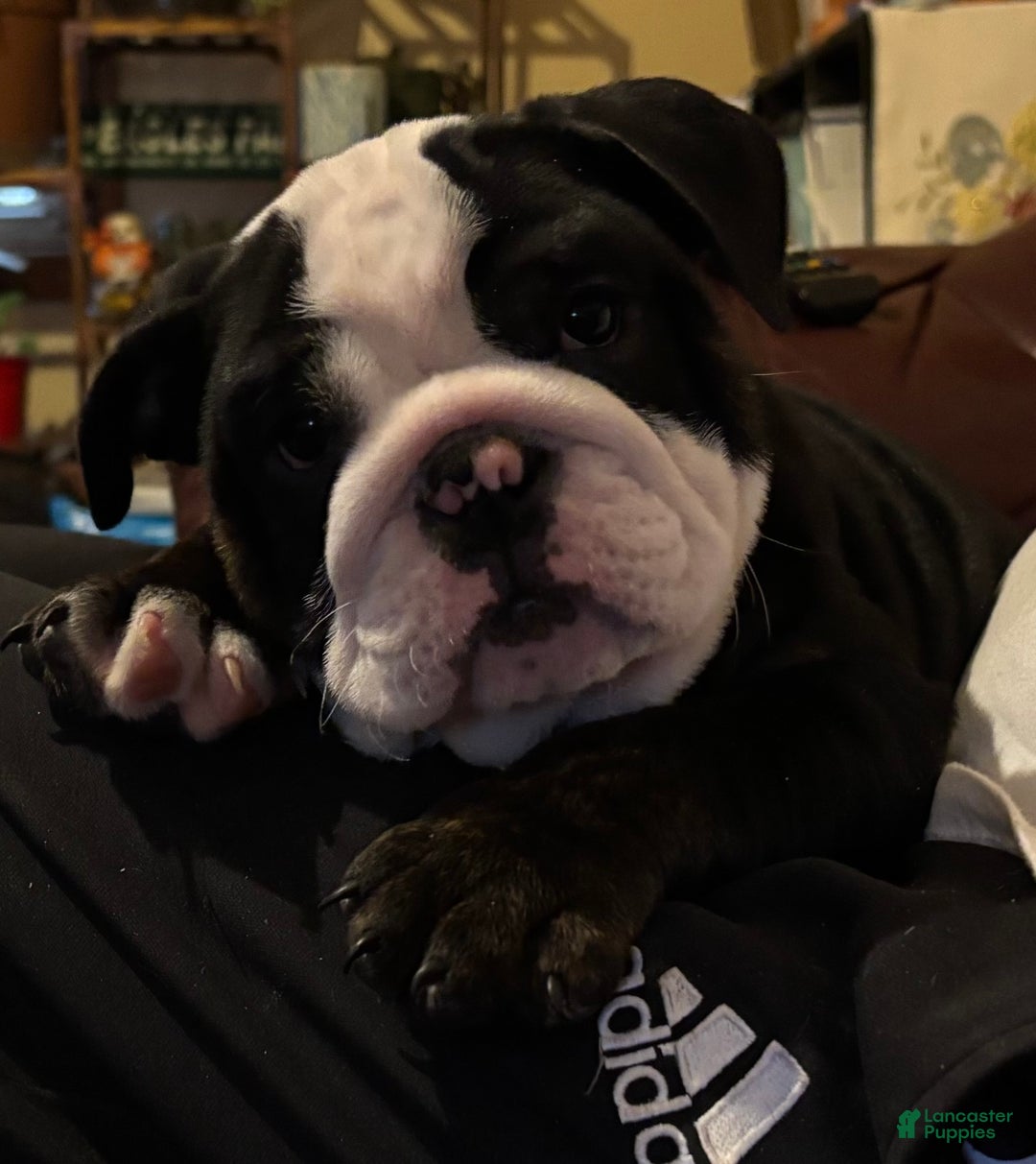English Bulldog dogs for sale: Nugget - Ad 6