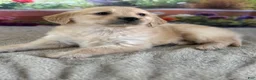 Golden Retriever dogs for sale:  Pepper - Ad 4