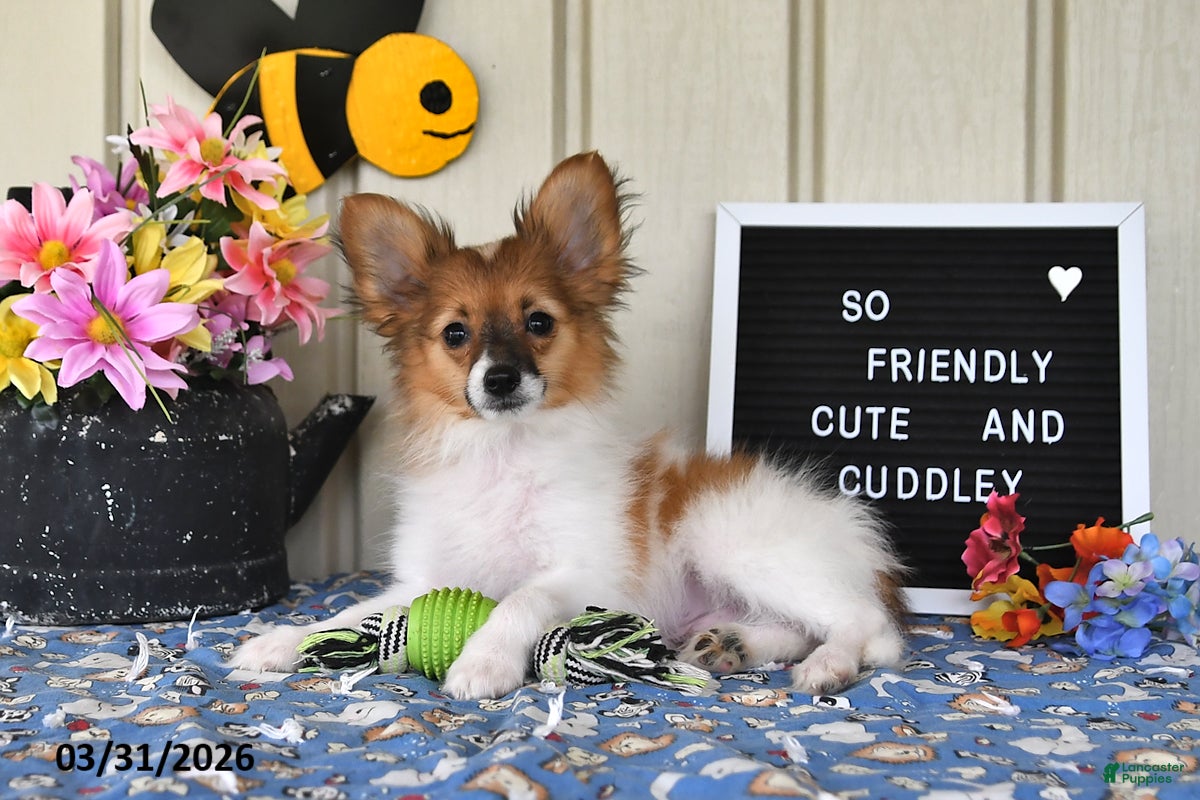 Papillon dogs Dusty - Ad 1