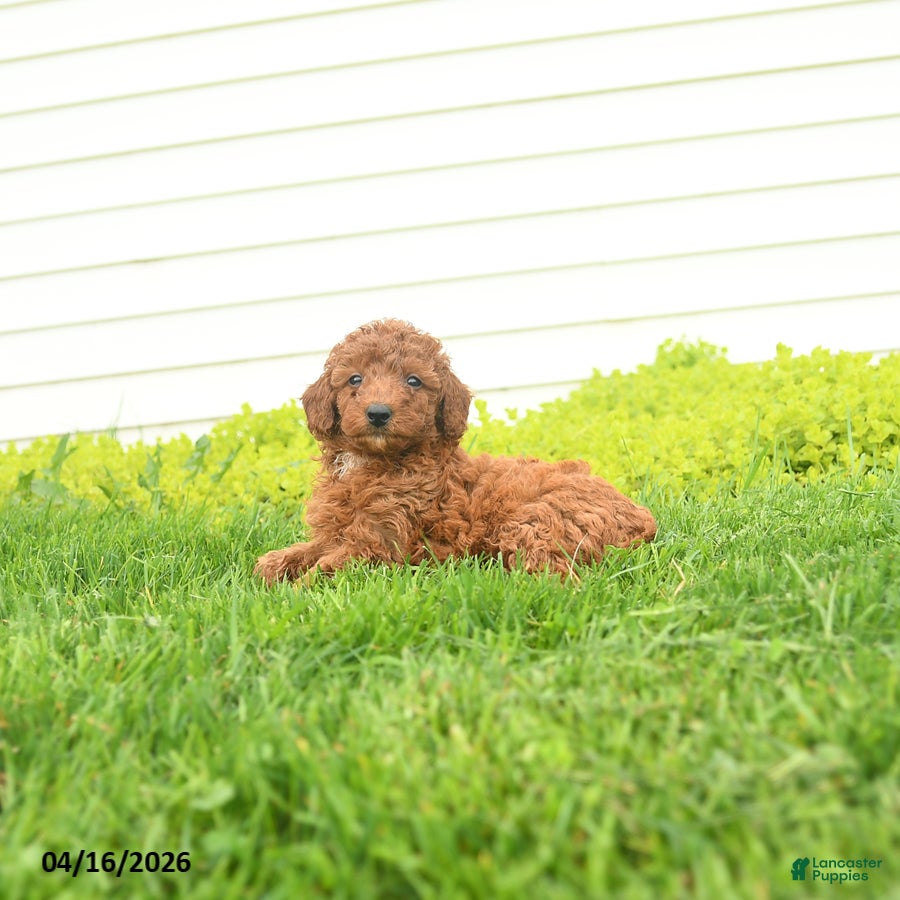 Miniature Poodle dogs Elvis - Ad 2
