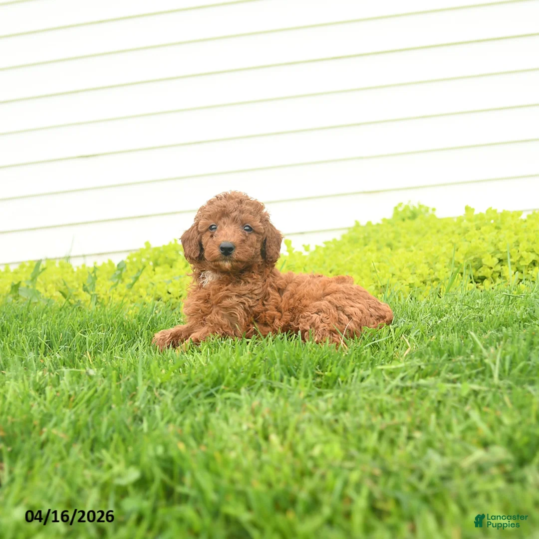 Miniature Poodle dogs for sale: Elvis - Ad 2