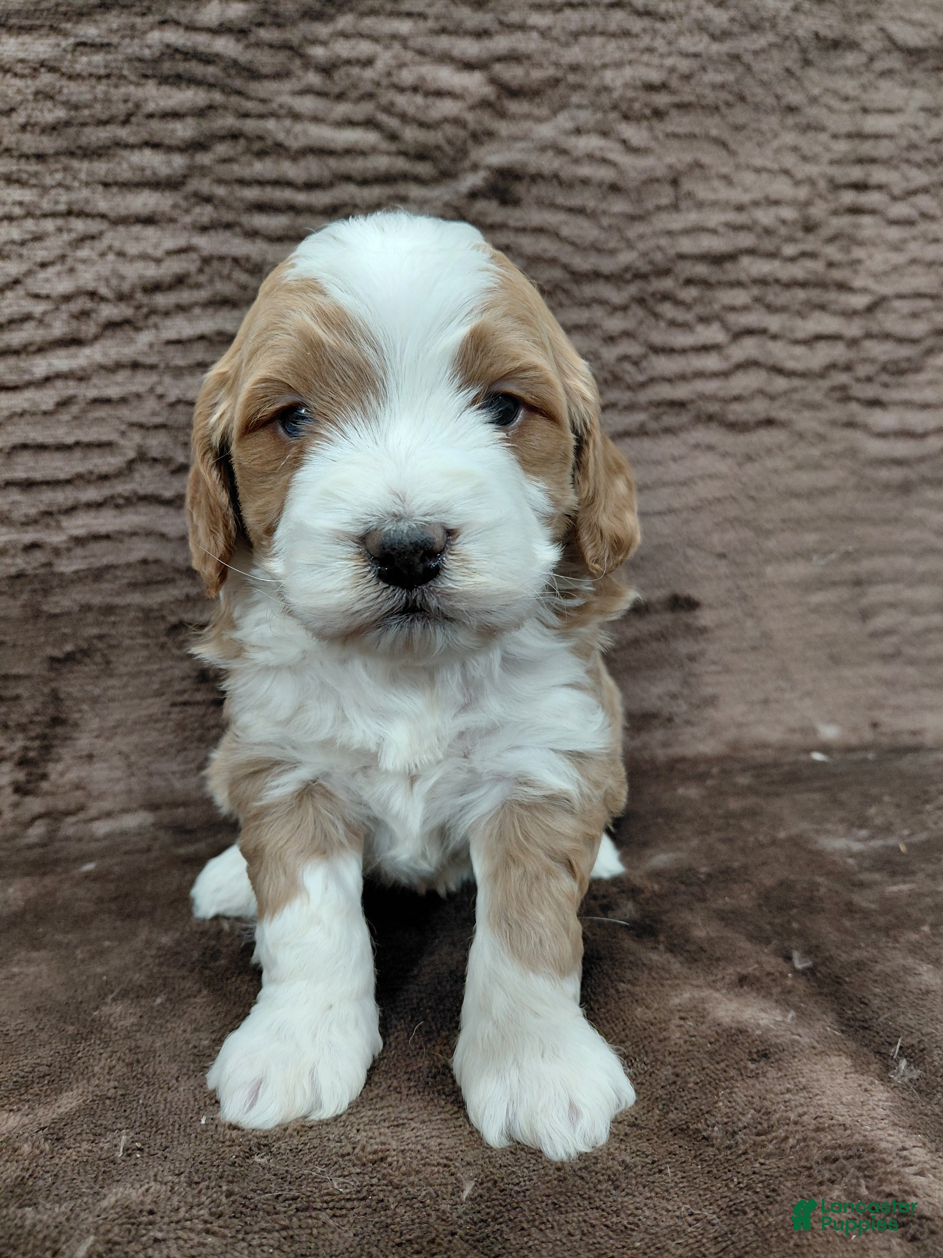 Mini Bernedoodle dogs Mr Awesome - Ad 23