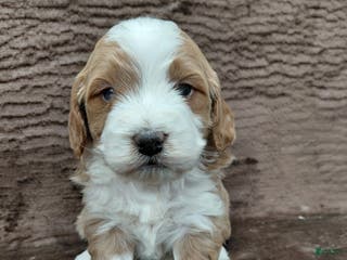 Mini Bernedoodle dogs Mr Awesome - Ad 16