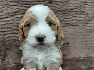 Mini Bernedoodle dogs Mr Awesome - Ad 20