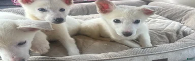 German Shepherd Puppy 5