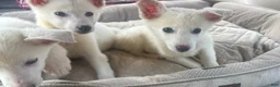 German Shepherd dogs for sale: German Shepherd Puppy 5 - Ad 1