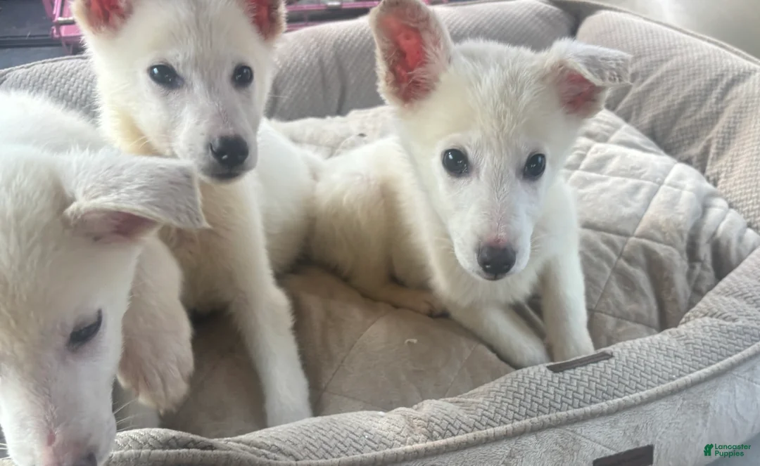 German Shepherd dogs for sale: German Shepherd Puppy 5 - Ad 1