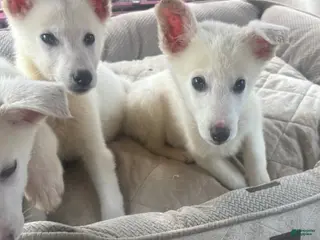 German Shepherd dogs for sale: German Shepherd Puppy 5 - Ad 2