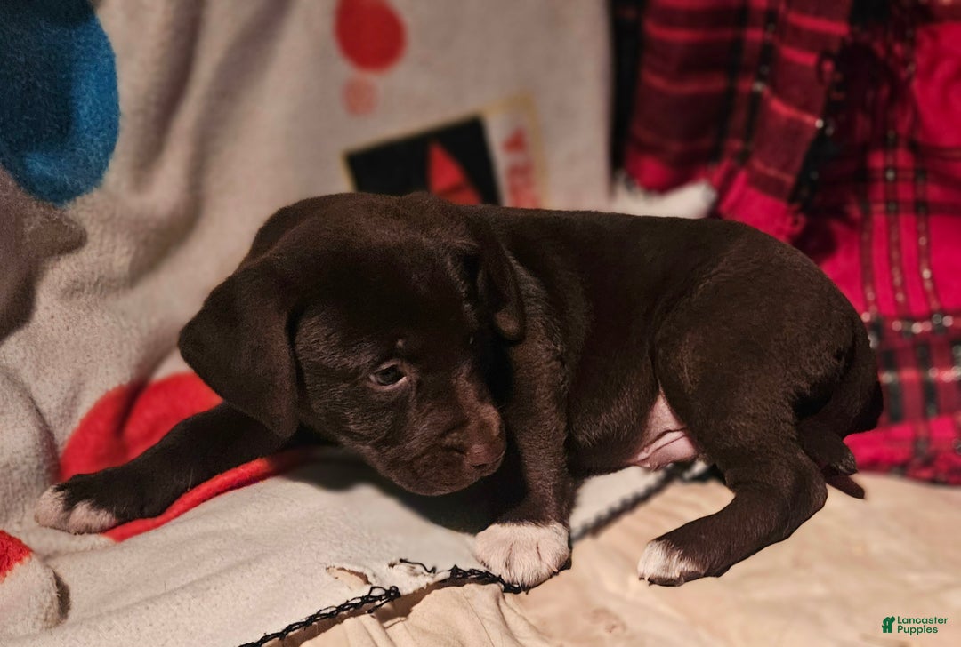 Border Collie dogs for sale: Cierra - Ad 10