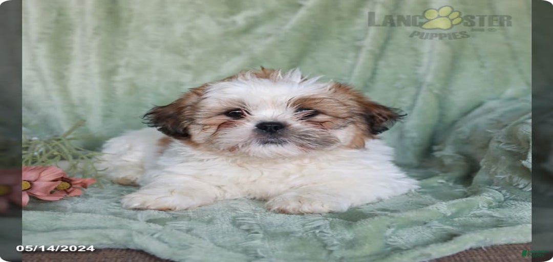 Gallery Image {{count}}