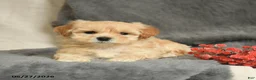 Maltipoo dogs for sale: Willy - Ad 3
