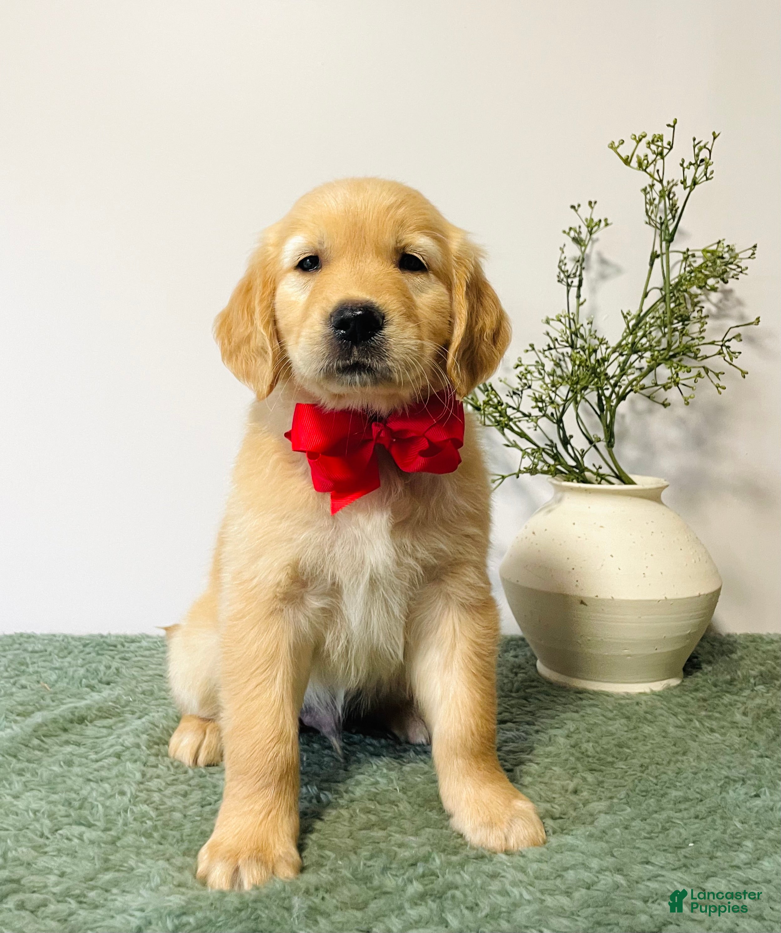 Golden Retriever dogs Diesel - Ad 1