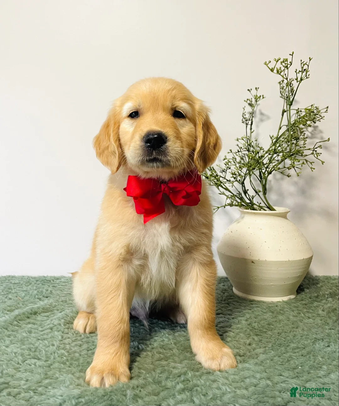 Golden Retriever dogs for sale: Diesel - Ad 1