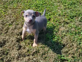 Rat Terrier dogs Koji *Updated photos* - Ad 11