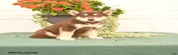 Alaskan Malamute dogs for sale: Coral - Ad 1