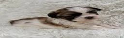 Shih Tzu dogs for sale: Maggie - Ad 3