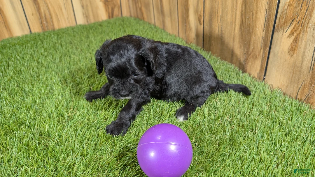 Cavapoo dogs for sale: Francis Girl 1 - Ad 4