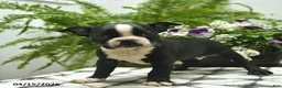 Boston Terrier dogs for sale: Mollie  - Ad 1