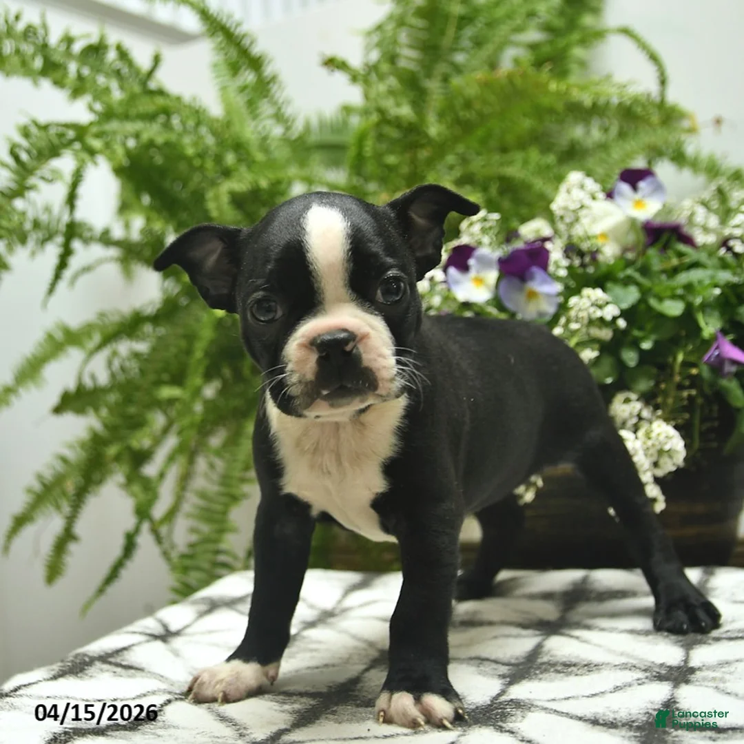 Boston Terrier dogs for sale: Mollie  - Ad 1