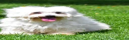 Morkie dogs for sale: Violet - Ad 8