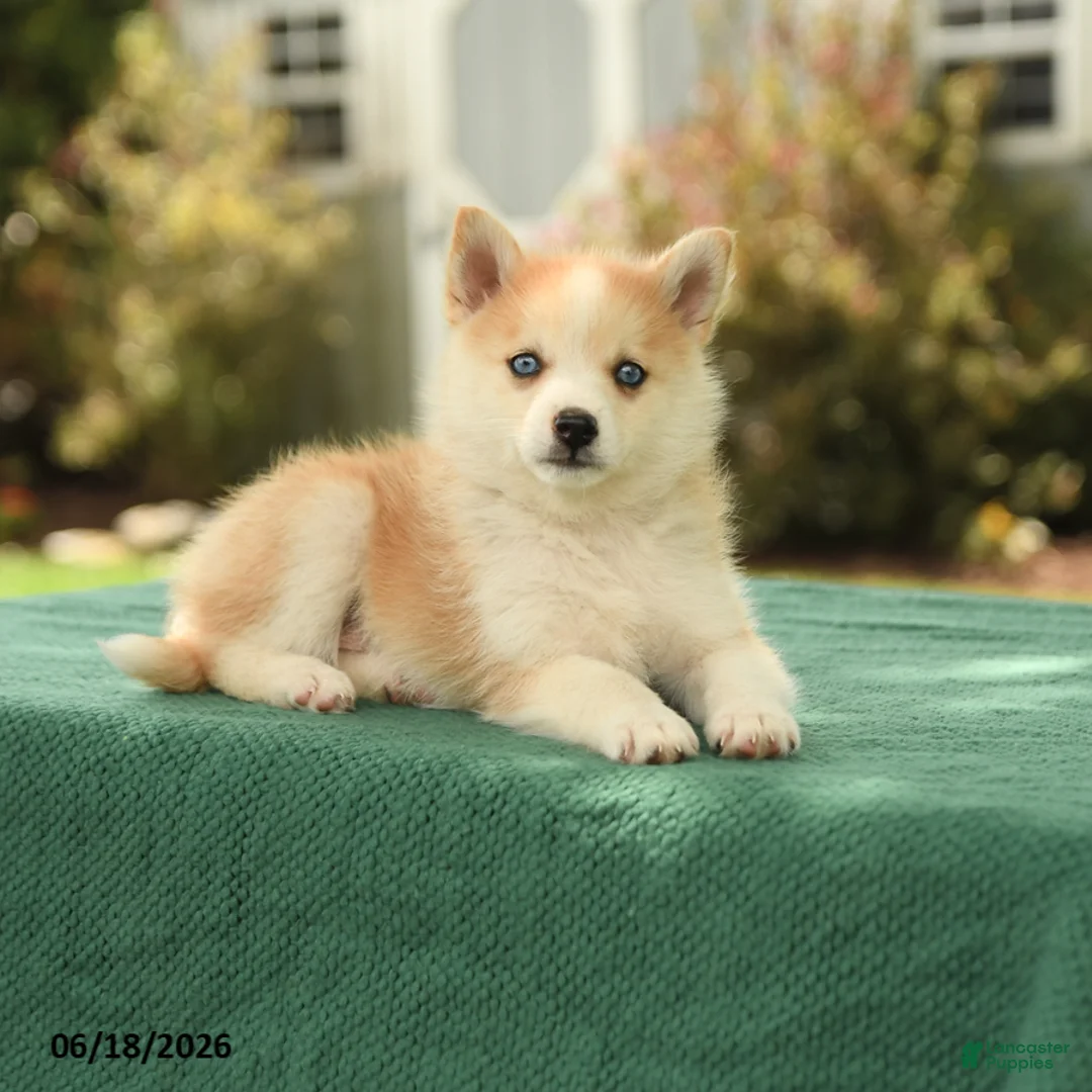 Pomsky dogs for sale: Krista - Ad 3