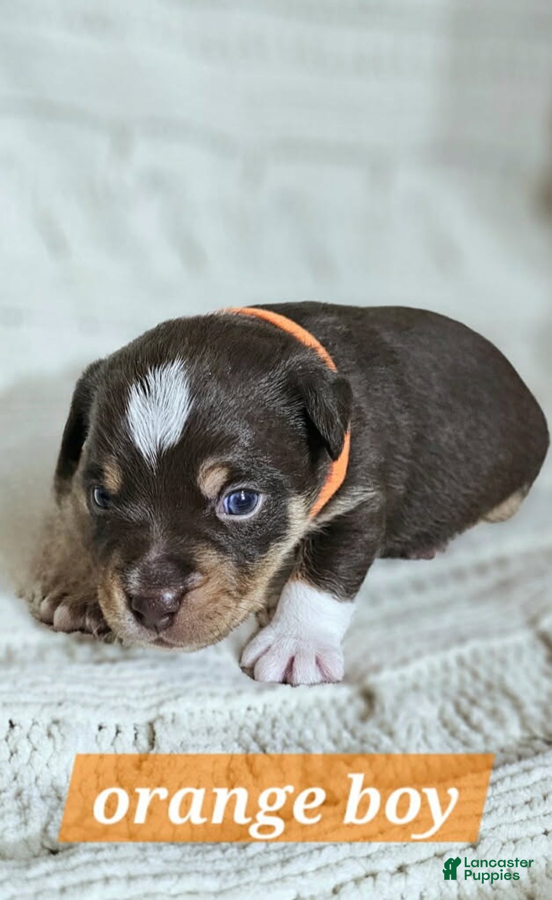 Mixed Breed dogs for sale: Mini aussie jack orange - Ad 1