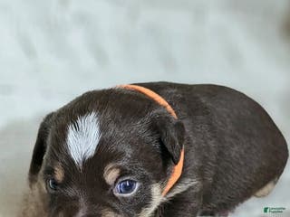 Mixed Breed dogs Mini aussie jack orange - Ad 34