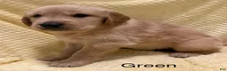 Golden Retriever dogs for sale: Orange - Ad 2