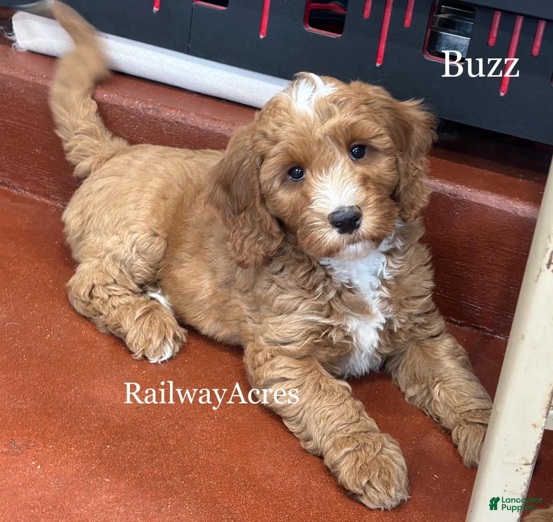 Mixed Breed dogs for sale: Buzz - Ad 2