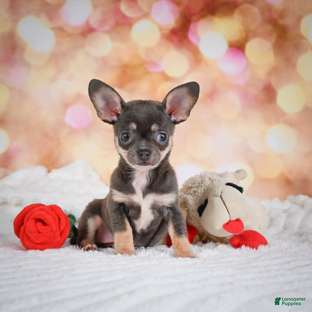 Chihuahua dogs Maggie - Ad 2