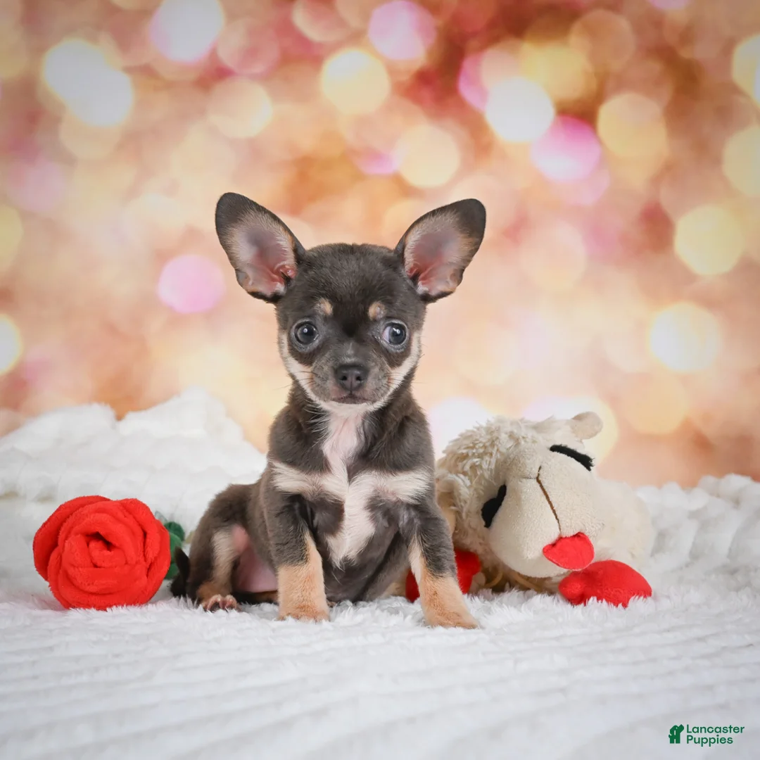 Chihuahua dogs for sale: Maggie - Ad 2