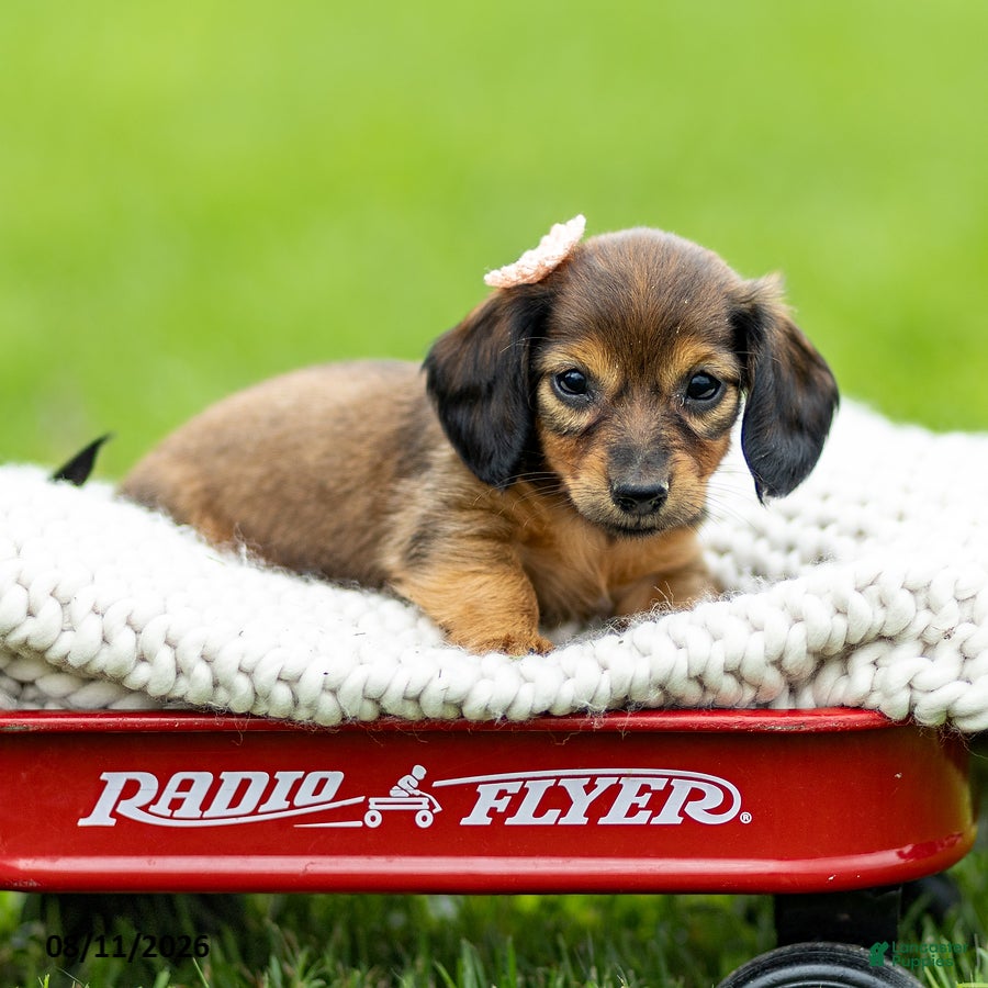 Miniature Dachshund dogs Bailey - Ad 1