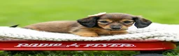Miniature Dachshund dogs for sale: Bailey - Ad 1