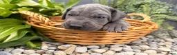 Great Dane dogs for sale: Sparkle - Ad 4