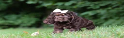 Cocker Spaniel dogs for sale: Ava - Ad 4