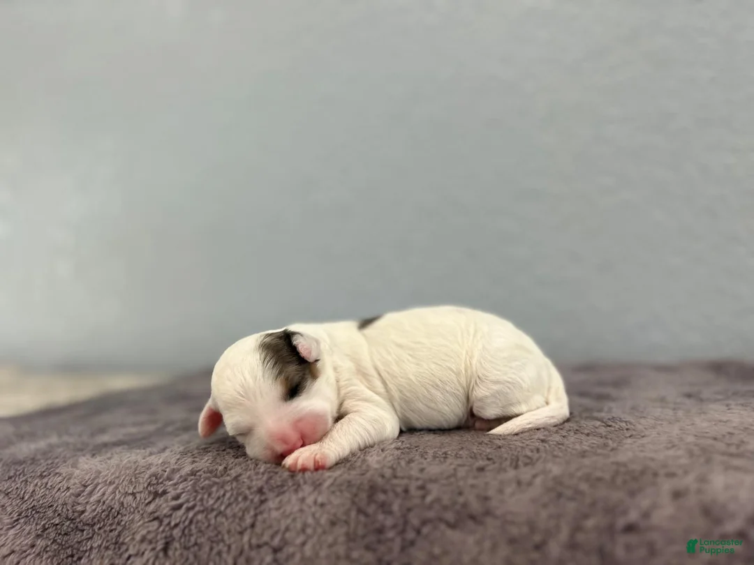 Mini Goldendoodle dogs for sale: Ria - Ad 2