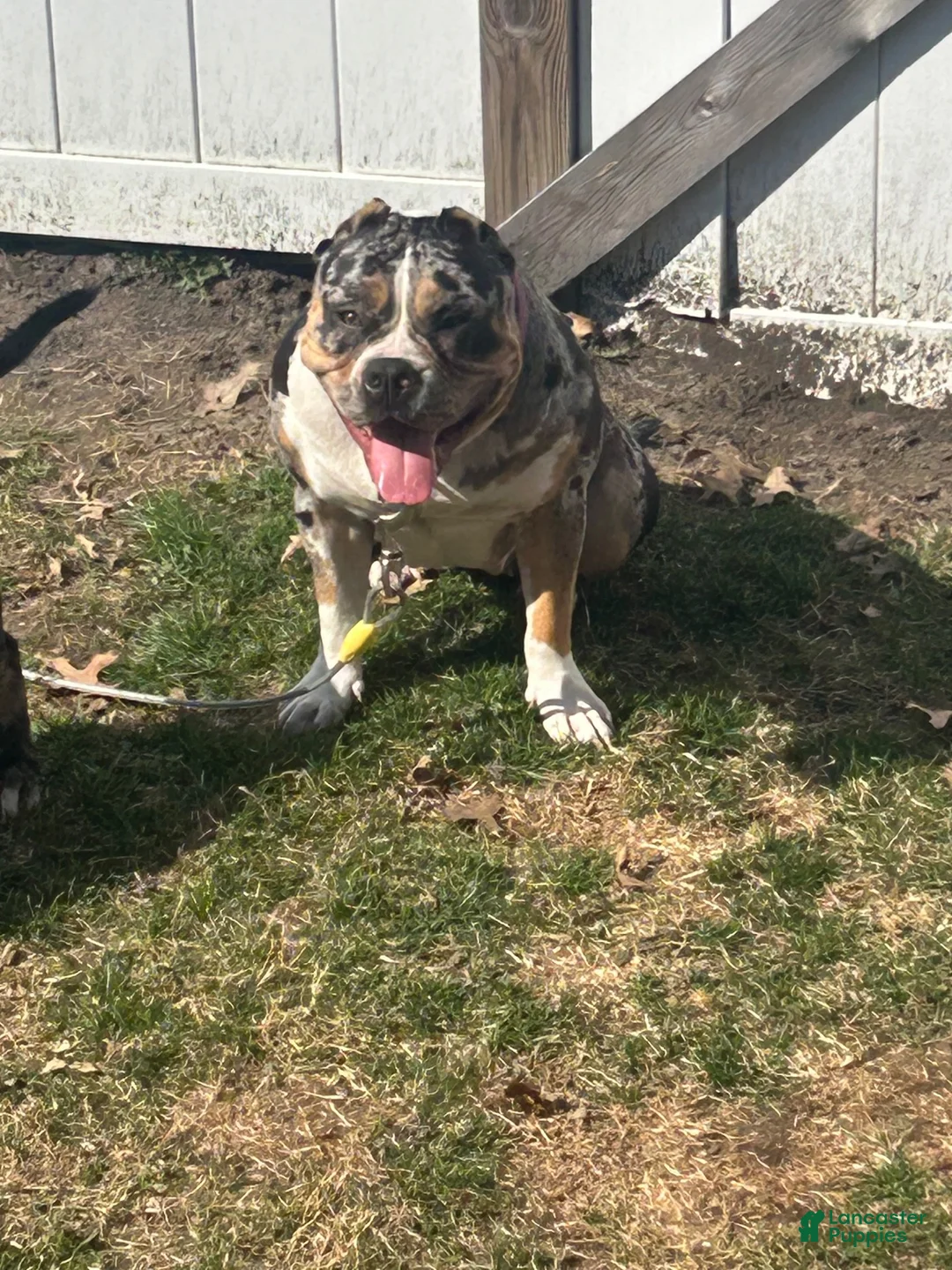 American Bully dogs for sale: American Bully 3 - Ad 2