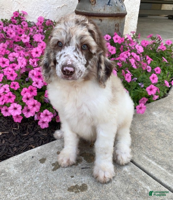 Standard Poodle dogs Toby- genetic clear - Ad 2