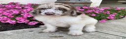 Standard Poodle dogs for sale: Toby- genetic clear - Ad 2