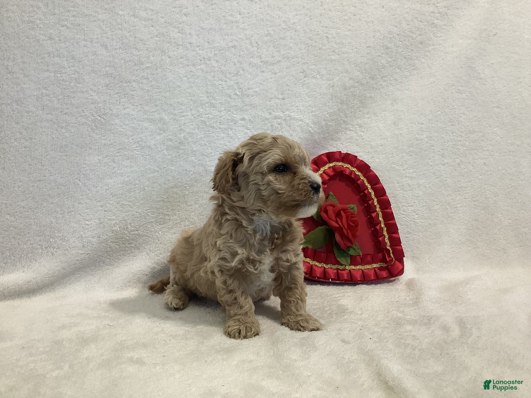 Maltipoo dogs for sale: Captain - Ad 4