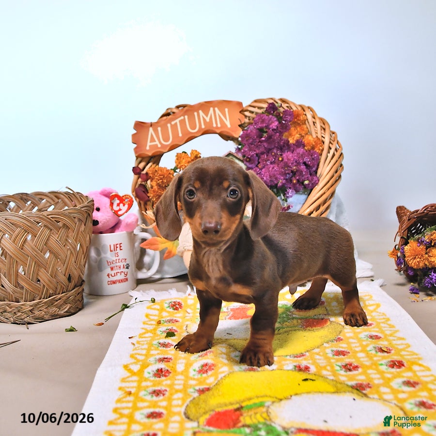 Dachshund dogs Mason - Ad 1