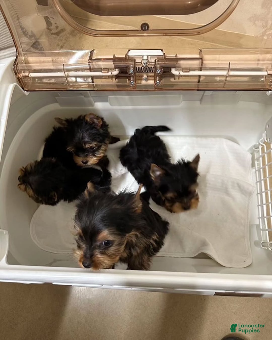 Yorkshire Terrier dogs for sale: Yorkshire Terrier Puppy 1 - Ad 3