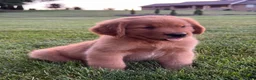 Golden Retriever dogs for sale: Charlie  - Ad 6