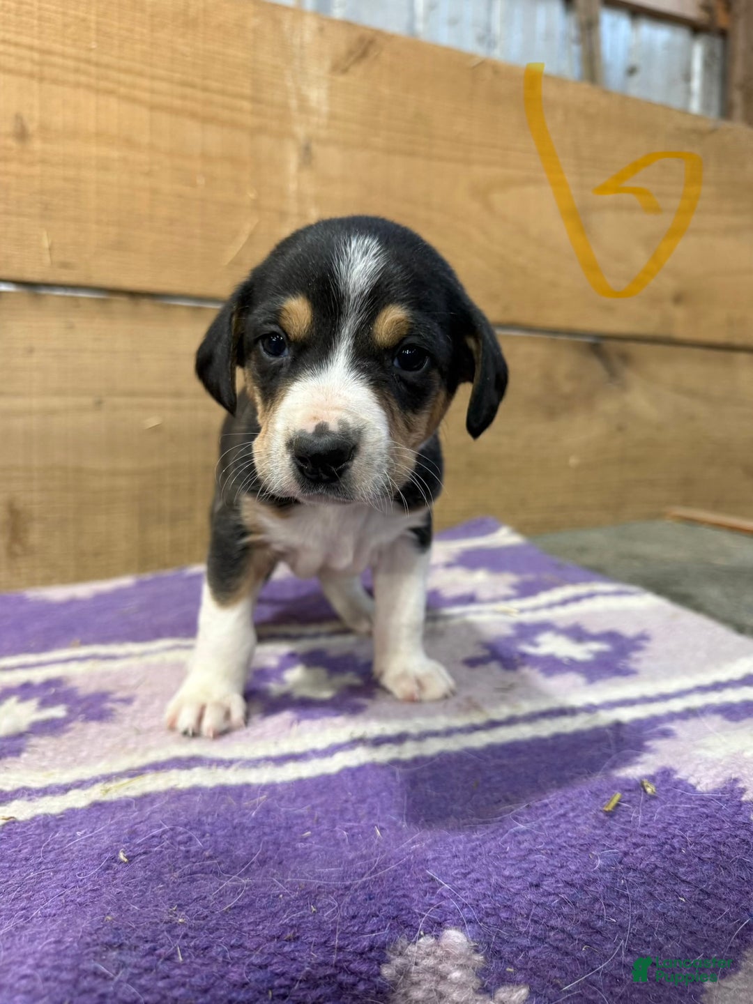 Mixed Breed dogs for sale: Mixed Breed Puppy 8 - Ad 1