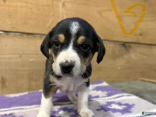 Mixed Breed dogs Mixed Breed Puppy 8 - Ad 14