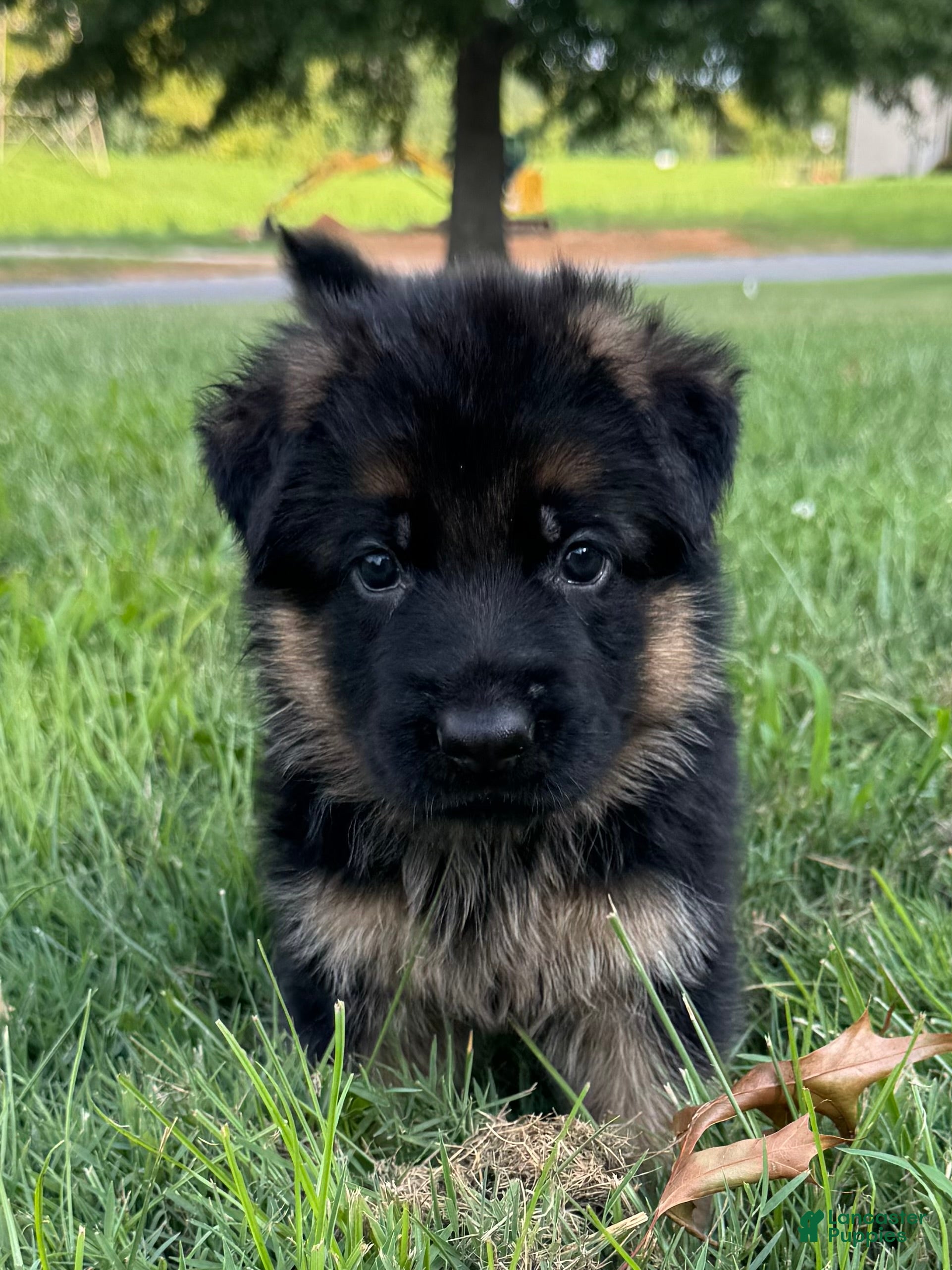 German Shepherd dogs German Shepherd 2 - Ad 1