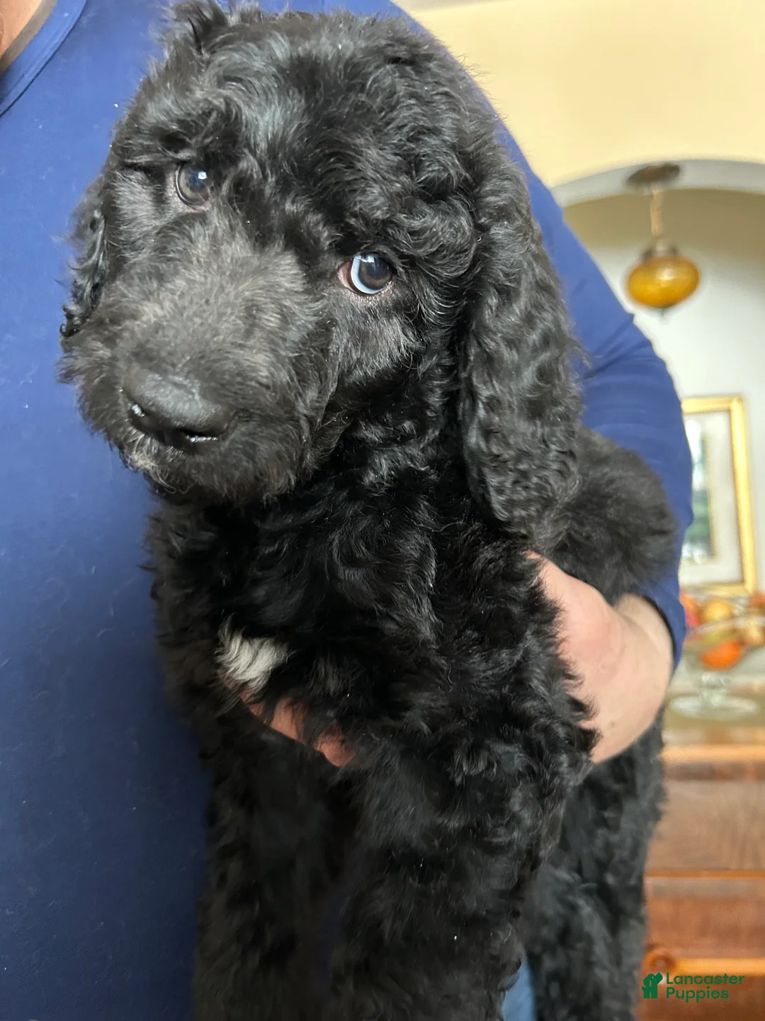 Goldendoodle dogs for sale: Zoe - Ad 1