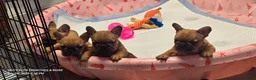 French Bulldog dogs for sale: Inferno - Ad 9
