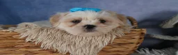 Shih Tzu dogs for sale: GUNNER - Ad 6