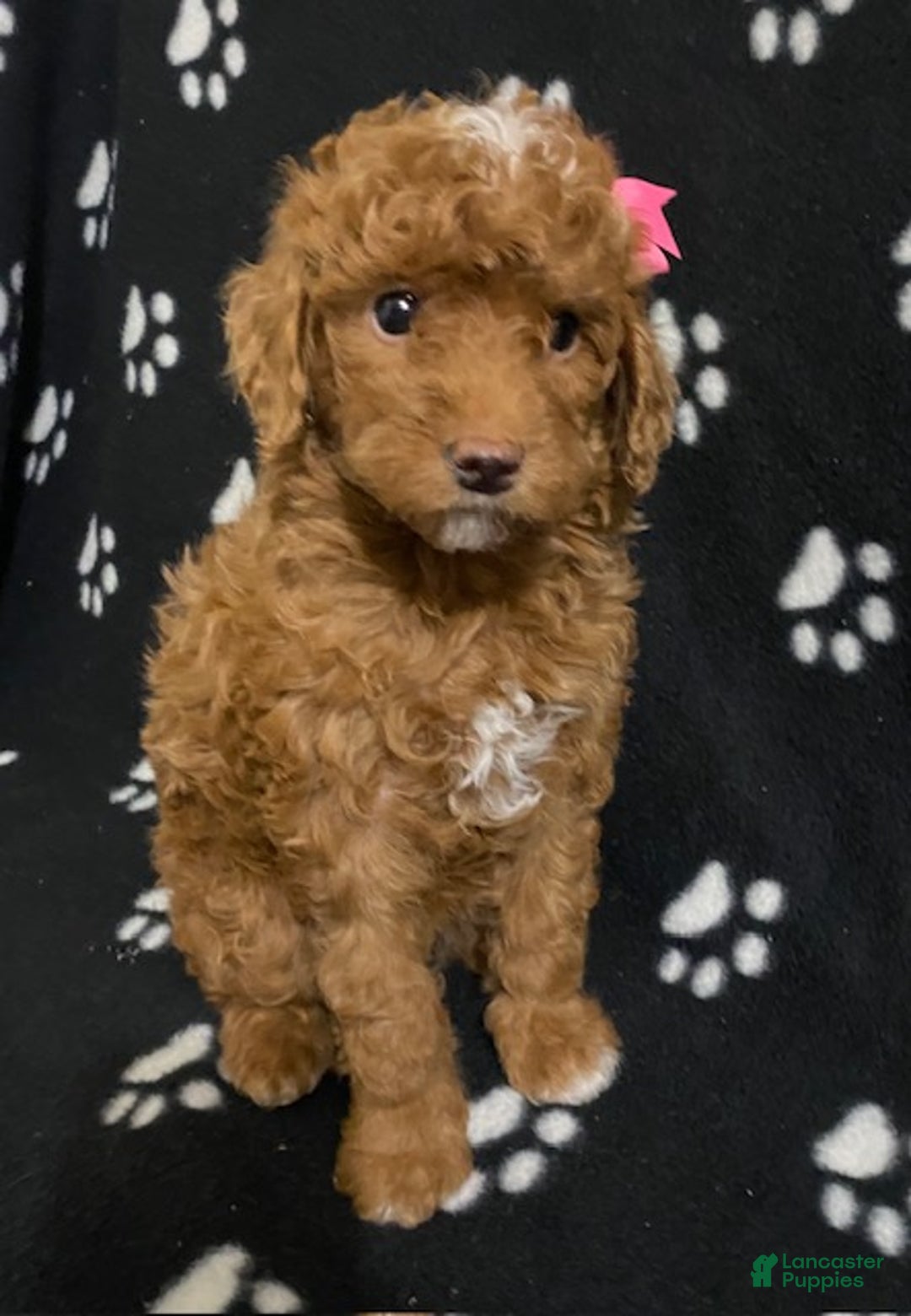 Miniature Poodle dogs for sale: Brook - Ad 2